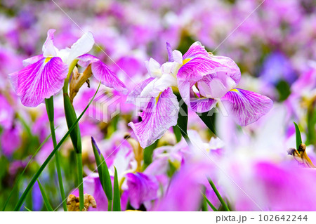 優雅で美しい花菖蒲 優雅で美しい花菖蒲 102642244
