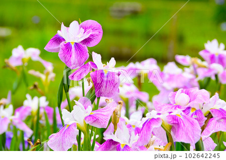 優雅で美しい花菖蒲 102642245