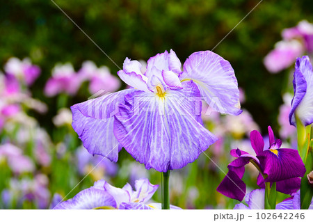 優雅で美しい花菖蒲 優雅で美しい花菖蒲 102642246