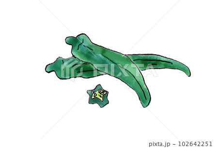 オクラ　手書きイラスト 102642251