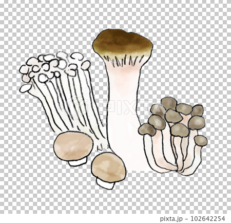 きのこ食材　イラストエッセイ 102642254
