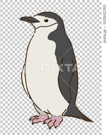 ヒゲペンギン 102642263