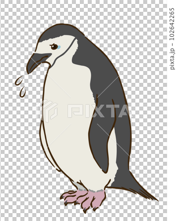sad chinstrap penguin 102642265