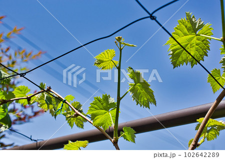 2年目のマイぶどうガーデン 102642289