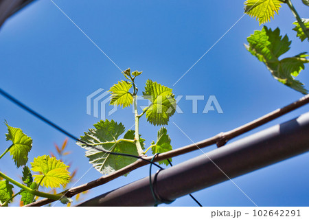 2年目のマイぶどうガーデン 102642291