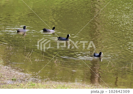 水鳥が泳ぐ春の公園 穏やかな日 水鳥が泳ぐ春の公園 穏やかな日 102642309