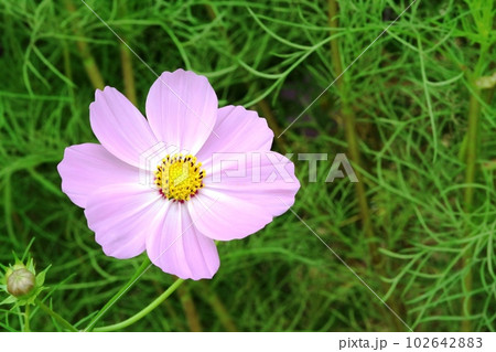9月に咲く早咲きのコスモス（秋桜）ピンク色の写真素材 [102642883