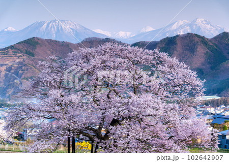 エドヒガン桜と煙 エドヒガン桜と煙 102642907
