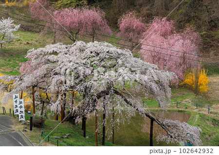 福島県の桜・・中島の地蔵桜 福島県の桜・・中島の地蔵桜 102642932