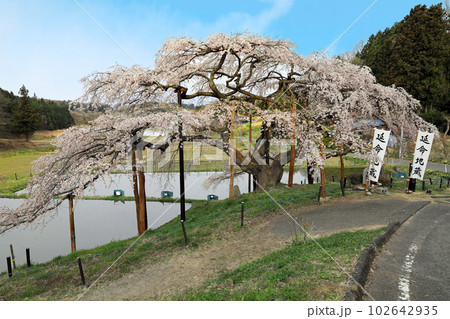 福島県の桜・・中島の地蔵桜 福島県の桜・・中島の地蔵桜 102642935