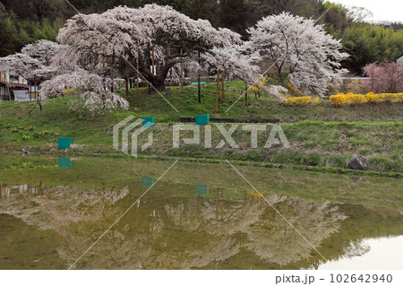 福島県の桜・・中島の地蔵桜 福島県の桜・・中島の地蔵桜 102642940