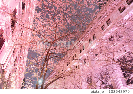 《東京都》日本橋満開の夜桜・桜色のライトアップ 102642979