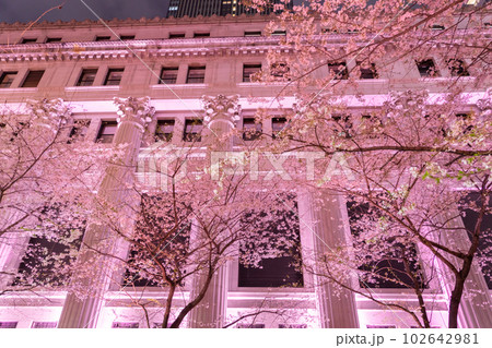 《東京都》日本橋満開の夜桜・桜色のライトアップ 《東京都》日本橋満開の夜桜・桜色のライトアップ 102642981