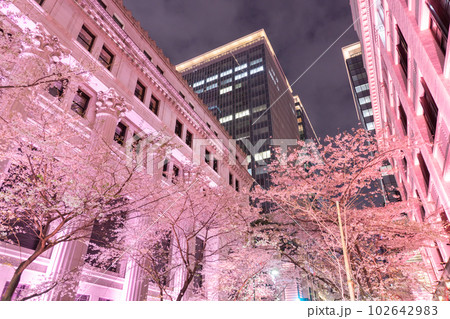 《東京都》日本橋満開の夜桜・桜色のライトアップ 《東京都》日本橋満開の夜桜・桜色のライトアップ 102642983