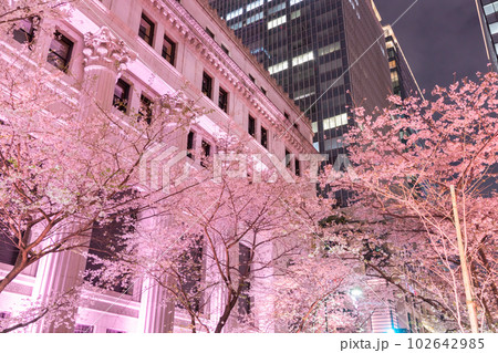 《東京都》日本橋満開の夜桜・桜色のライトアップ 102642985