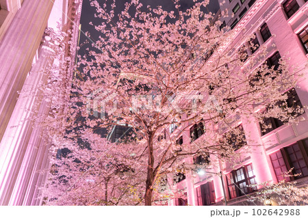 《東京都》日本橋満開の夜桜・桜色のライトアップ 102642988