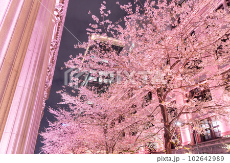 《東京都》日本橋満開の夜桜・桜色のライトアップ 《東京都》日本橋満開の夜桜・桜色のライトアップ 102642989