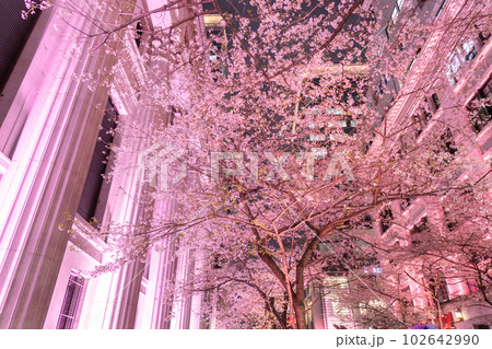 《東京都》日本橋満開の夜桜・桜色のライトアップ 《東京都》日本橋満開の夜桜・桜色のライトアップ 102642990