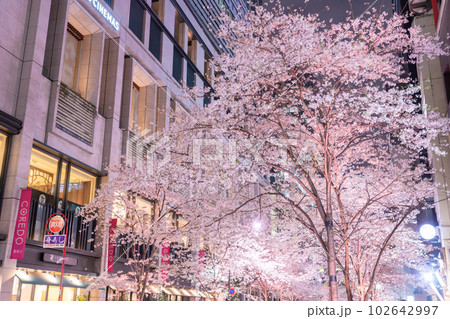 《東京都》日本橋満開の夜桜・桜色のライトアップ 102642997