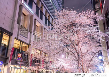 《東京都》日本橋満開の夜桜・桜色のライトアップ 《東京都》日本橋満開の夜桜・桜色のライトアップ 102642999
