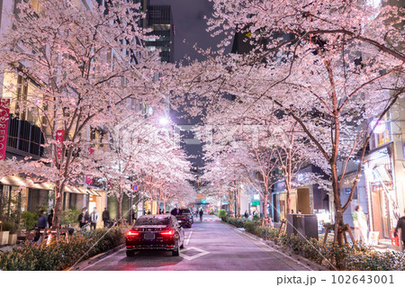 《東京都》日本橋満開の夜桜・桜色のライトアップ 《東京都》日本橋満開の夜桜・桜色のライトアップ 102643001