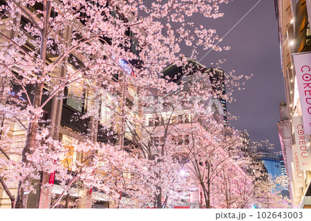 《東京都》日本橋満開の夜桜・桜色のライトアップ 102643003