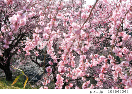 福島県の桜・・・合戦場のシダレ桜と周辺の桜 102643042