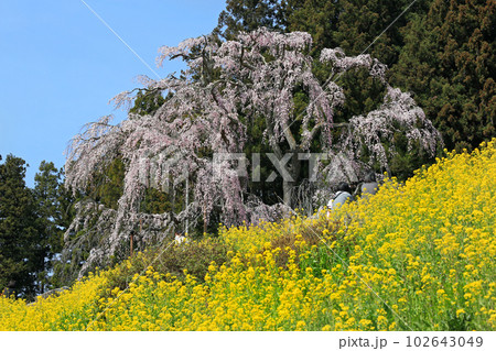 福島県の桜・・・合戦場のシダレ桜と周辺の桜 102643049