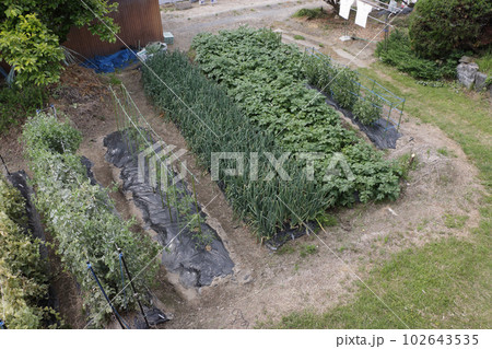 五月中旬の農家の家庭菜園 102643535