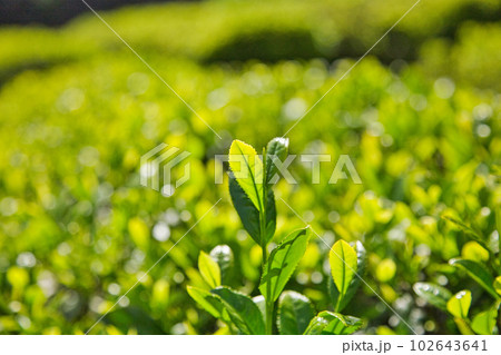 牡丹の花がきれいな万葉の里 味真野苑 牡丹の花がきれいな万葉の里 味真野苑 102643641