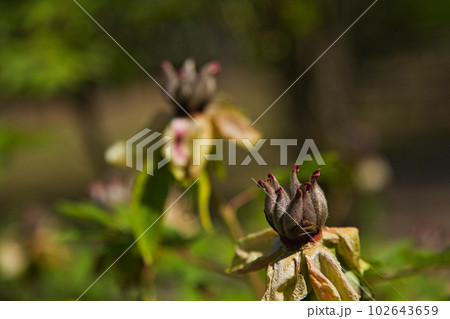 牡丹の花がきれいな万葉の里　味真野苑 102643659