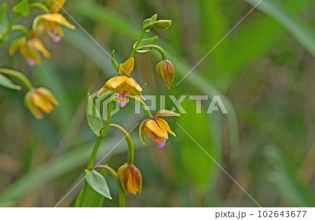 湿地に生える黄褐色の花弁と唇弁にある赤紫色の模様が綺麗なカキランの花 102643677