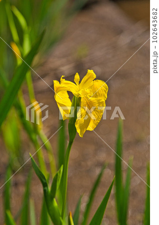 牡丹の花がきれいな万葉の里　味真野苑 102643682