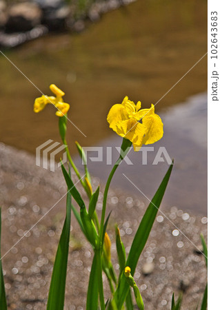 牡丹の花がきれいな万葉の里　味真野苑 102643683