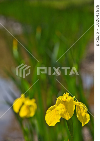 牡丹の花がきれいな万葉の里 味真野苑 牡丹の花がきれいな万葉の里 味真野苑 102643686