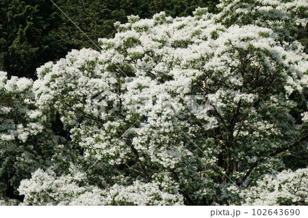 満開の「ナンジャモンジャ」の花 102643690