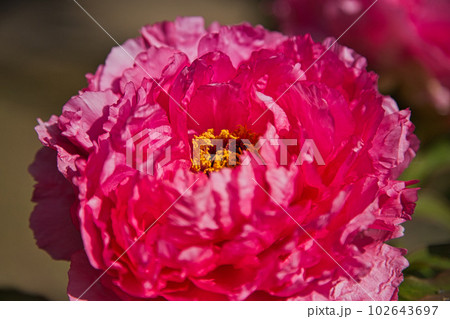 牡丹の花がきれいな万葉の里　味真野苑 102643697