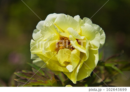 牡丹の花がきれいな万葉の里 味真野苑 牡丹の花がきれいな万葉の里 味真野苑 102643699