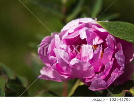 牡丹の花がきれいな万葉の里　味真野苑 102643700