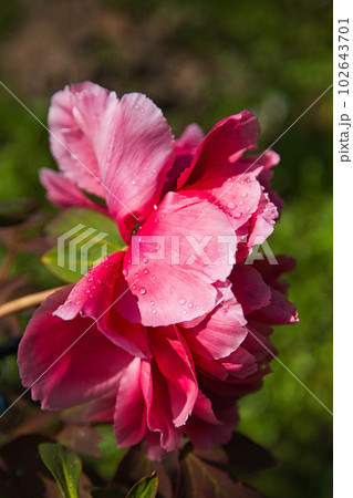 牡丹の花がきれいな万葉の里 味真野苑 牡丹の花がきれいな万葉の里 味真野苑 102643701