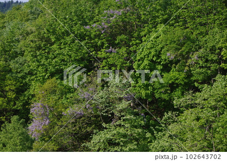 あれ！あの山はなんだ 102643702