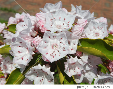 満開のカルミア（アメリカシャクナゲ）の花 102643729