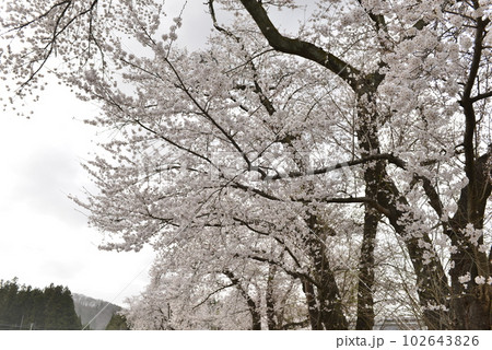 【秋田県大仙市】苅谷沢中央公園の桜 102643826