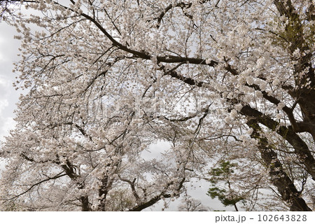 【秋田県大仙市】苅谷沢中央公園の桜 102643828