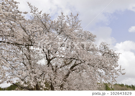 【秋田県大仙市】苅谷沢中央公園の桜 【秋田県大仙市】苅谷沢中央公園の桜 102643829