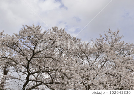 【秋田県大仙市】苅谷沢中央公園の桜 【秋田県大仙市】苅谷沢中央公園の桜 102643830