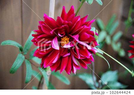ダリアの花 ダリアの花 102644424