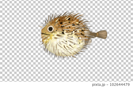 Realistic Porcupinefish 102644479