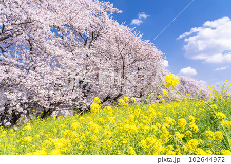 《埼玉県》熊谷桜堤・満開の桜と菜の花 《埼玉県》熊谷桜堤・満開の桜と菜の花 102644972
