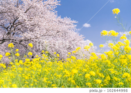 《埼玉県》熊谷桜堤・満開の桜と菜の花 102644998